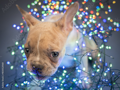 A French Bulldog puppy nibbles on garlands.