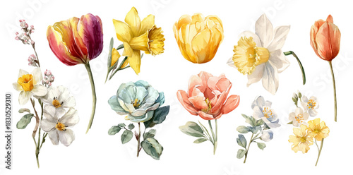 Watercolor floral set with daffodils, tulips and roses — delicate spring flowers.Botanical wildflower collection featuring pink blooms, green leaves and vintage garden. Vector illustration.