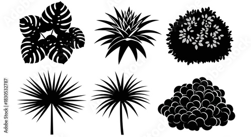 A collection of six different types of plants with intricate leaf patterns, illustrated in black and white