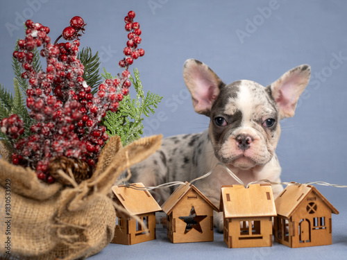 A beautiful French Bulldog puppy lies among Christmas toys and decorations.