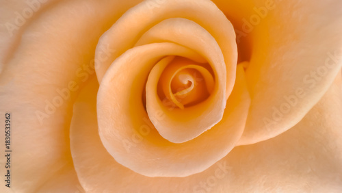 Blurred background. Close-up of a soft orange rose revealing the petals swirling towards the center. Perfect for a Valentine's Day background.