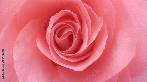 Blurred for background.Close-up view of a soft pink rose reveals its delicate, spiraling petals unfolding toward the center. The smooth texture and gentle curves create a sense of elegance and calm.