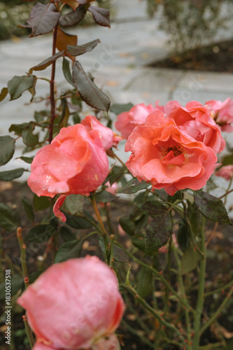 Vibrant pink roses in bloom with dew on petals in a garden setting