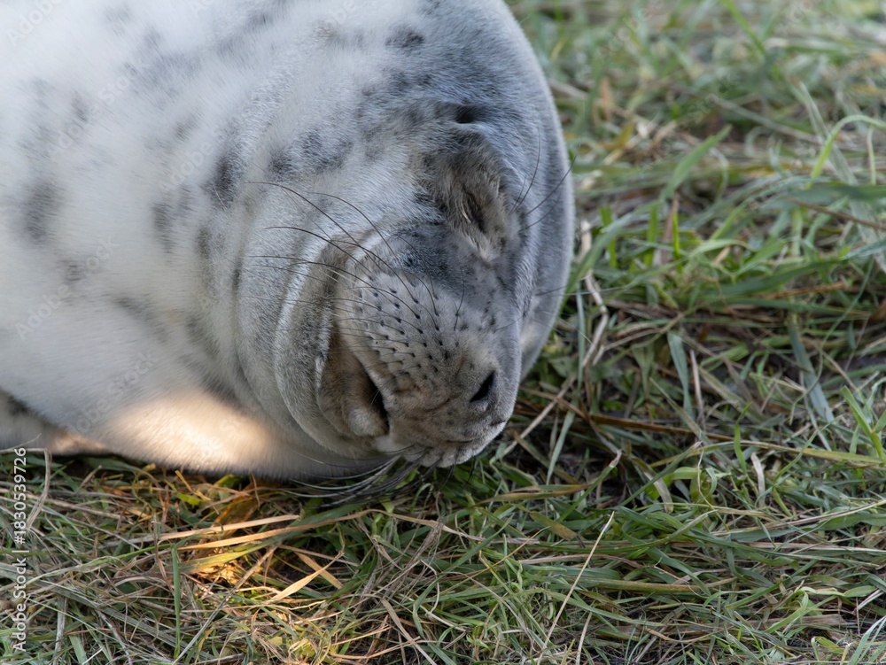 Obraz premium Seal pup on beach at sunrise. Resting on coastal shore grey seal lying on beach along North Sea Coast. Breeding season Lincolnshire UK. Donna Nook Grey Seal Colony.