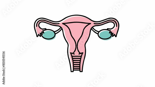 子宮と卵巣を含む女性の生殖器系の解剖学を描いたミニマリストの線画イラスト、医学教育の概要図