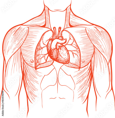Human Thoracic Anatomy Illustration Set Detailed Heart & Lungs Diagram, Medical Chest Physiology Line Art & Educational Vector Collection