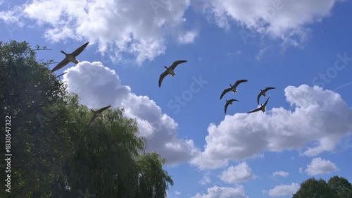 Seven Canada Geese (Branta canadensis) flying overhead. Slow motion x5