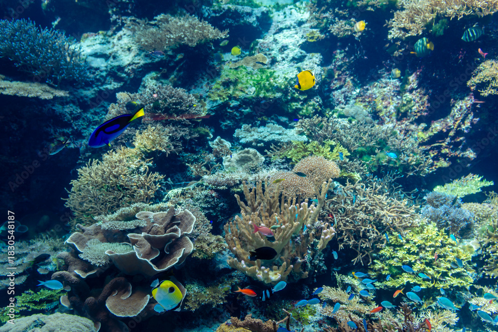 Fototapeta premium coral reef with fish
