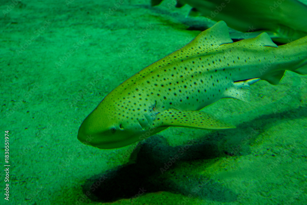 Fototapeta premium shark in the water