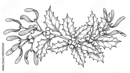 Hand drawn outline illustration of holly and mistletoe branches with berries, detailed botanical sketch for winter holiday decorations on white background