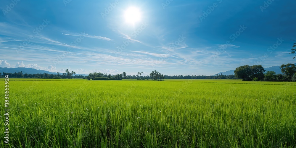 Naklejka premium Nature grass field rice background outdoors for design, seasonal growth pattern emphasis