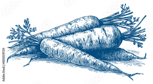 Vintage carrot engraving illustration