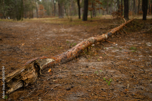 The tree knocked down by the storm. View of broken tree in forest. Fallen pine tree. 