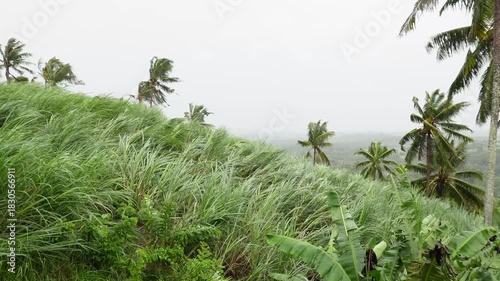 sugar cane blown by strong winds and heavy rain