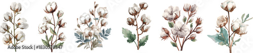 Watercolor of cotton plant flowers isolated set on white background. Hand painted Christmas floral element for wedding design, New Year invitations or greeting cards.