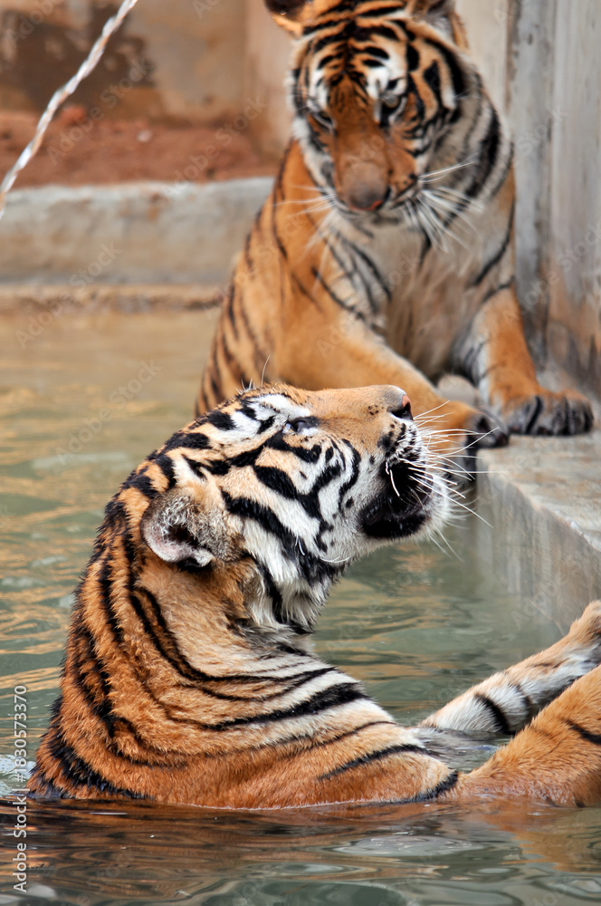 Obraz premium Tigers live alone and aggressively scent-mark large territories to keep their rivals away.