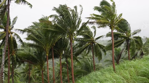Palm trees swaying in the wind and heavy rain. 