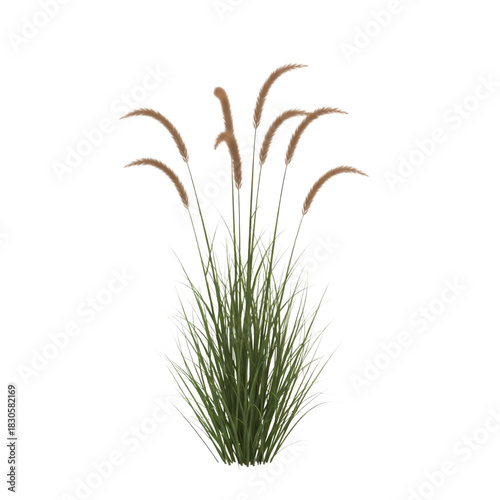Graceful pampas grass sways gently, adding natural beauty to modern landscapes
