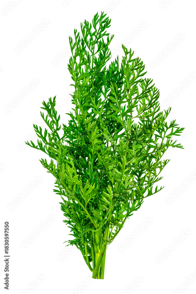 Naklejka premium Fresh green carrot tops tied in a bunch, isolated on transparent background. Botanical element for natural food design, gardening themes, vegetable branding and organic kitchen projects.