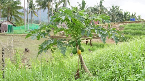 Young man harvesting papaya. 