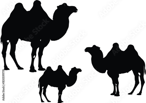 Silhouette illustration of three Bactrian camels with distinctive two humps, standing together in desert wildlife concept, animal design, nature graphic art