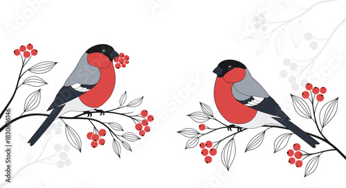 A charming winter scene illustration of two bullfinch birds with red chests perched on branches with red rowan berries.