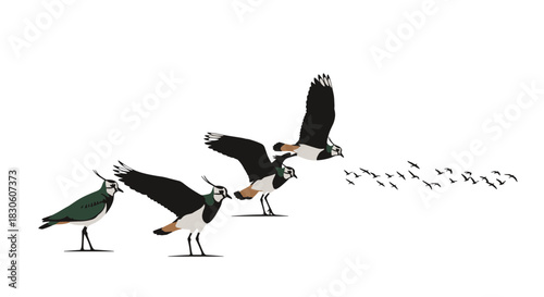An illustration showing a flock of northern lapwing birds with some standing and others taking flight on a white background.