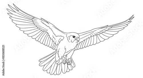 A detailed and realistic black and white line drawing of a falcon flying towards the viewer with wings fully spread.