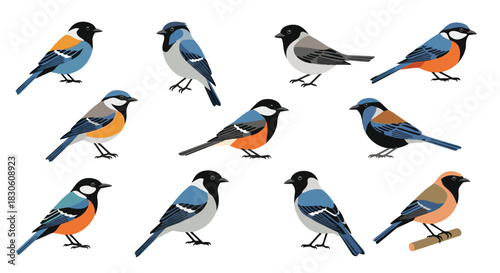 Beautiful collection of twelve small colorful passerine birds like tits shown from the side on an isolated white background.