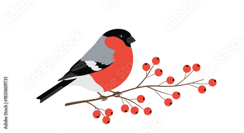 Simple and charming vector illustration of a single bullfinch with a red breast perched on a branch with red rowan berries.