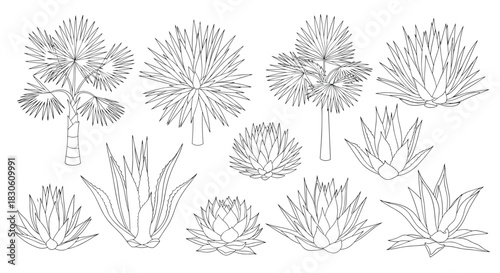 A collection of black and white line art illustrations of various desert plants including agave yucca and fan palms.
