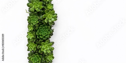 Old olive trees in a Judea mountain grove at dawn, emphasizing seasonal growth and landscape preservation