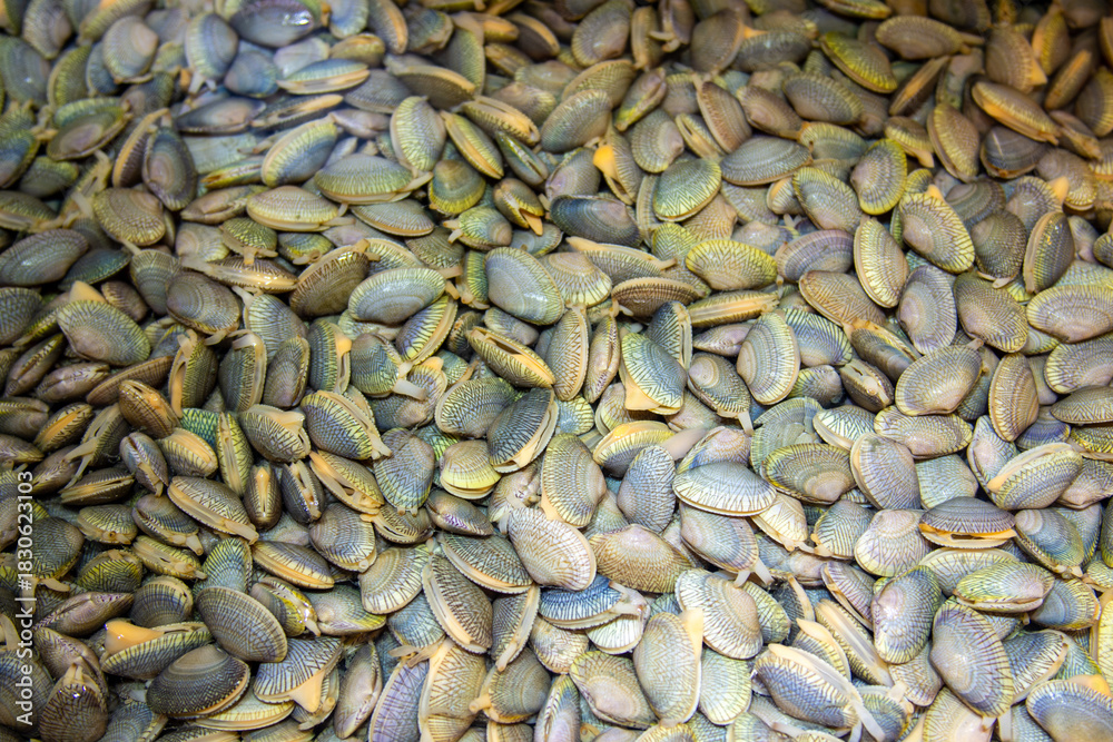 Obraz premium Small clams in water at the market