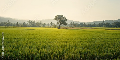 Fototapeta Naklejka Na Ścianę i Meble -  Stone wall and barn in a wildflower meadow during summer, emphasizing rural landscape and agricultural environment