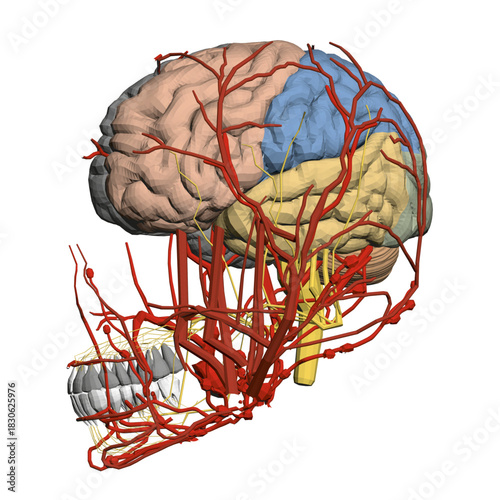 Animated diagram of the human brain with red blood vessels, providing a detailed view of the arteries and veins in the head anatomy.
