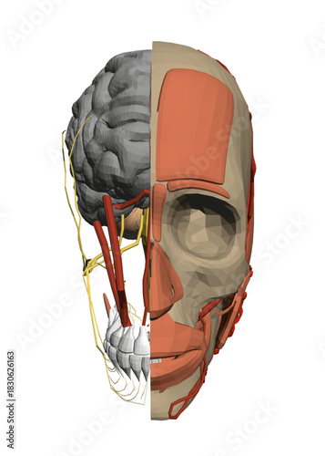 Human head anatomy with detailed brain structure, neural pathways, and muscular systems. This medical illustration shows the complexity of cerebral organization.