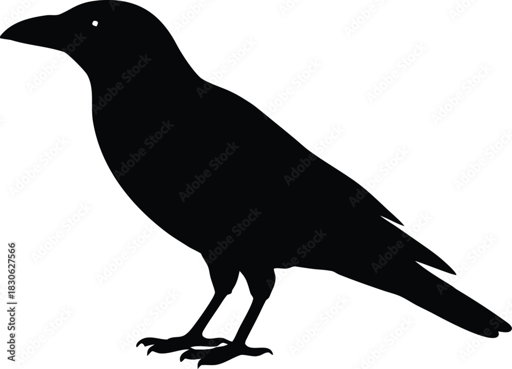 Fototapeta premium Isolated crow bird silhouette. Wild corvid animal vector graphic.