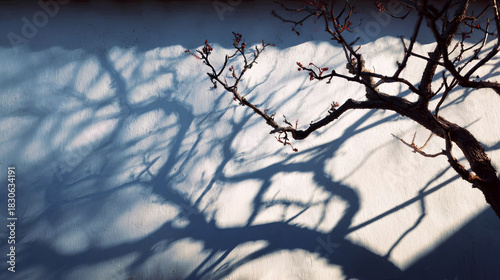 Shadows of a bare tree branch cast on a textured white wall, creating an intricate pattern that evokes a sense of tranquility and nature's beauty in a serene environment