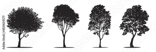 American beech trees, conceptual black silhouette vector symbolizing natural beauty, strength, endurance, ecological responsibility, environmental protection, forest conservation, and creative nature