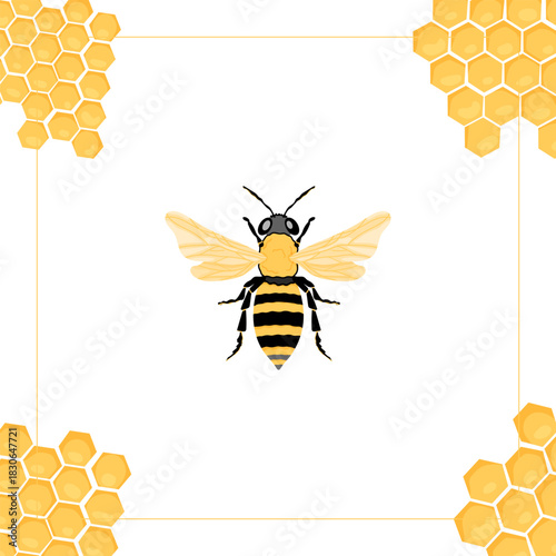 Vector illustration of a honey bee in the center of a decorative frame made of honeycomb corners. Perfect for packaging, labels, and eco-friendly product branding.