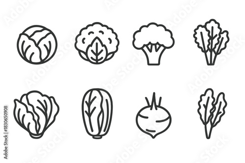 Various fresh healthy brassica and leafy green vegetables including cabbage broccoli and lettuce