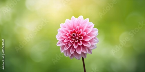 Tall flowering plant with b...