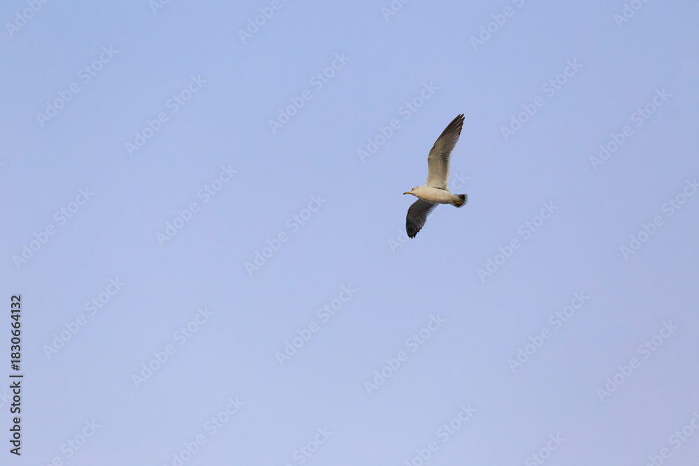 Fototapeta premium Black-tailed Gull (Larus crassirostris) flying in the sky over Japan.
