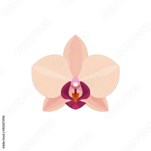 Pale peach orchid flower isolated on transparent background