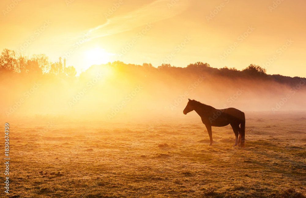 Naklejka premium Lone arabian horse grazes in a foggy meadow during sunrise. The sun's rays flood the lawn with warm light, creating a breathtaking and cozy atmosphere in harmony place. Discovery the beauty of earth.
