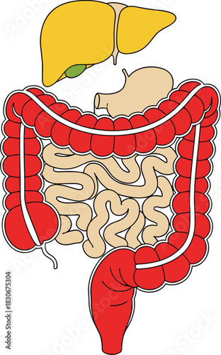 Human Digestive System Anatomy Illustration with Liver, Stomach, Small and Large Intestines, Medical Biology Diagram for Education