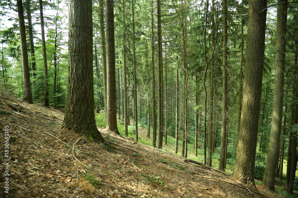 Fototapeta premium Deep peaceful forest slope with tall spruce trees and lush greenery