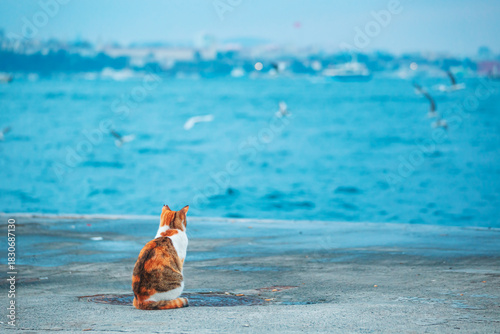 Photography Cute stray calico cat watches seagulls on the shore of the Bosphorus