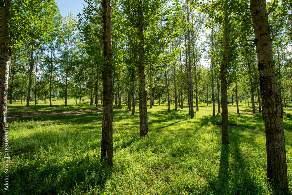 Fototapeta premium Plump pastures, lush woods, bright sunlight