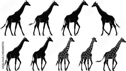 Set of African giraffe silhouettes, collection of walking wild animals with spot patterns, cad drawing flat vector illustration